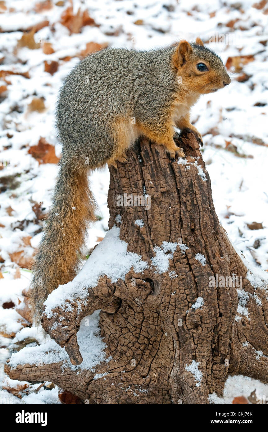 Östlichen Fuchs, Eichhörnchen (Sciurus Niger) Erwachsenen thront auf Baumstumpf, Winter, Östliches Nordamerika Stockfoto