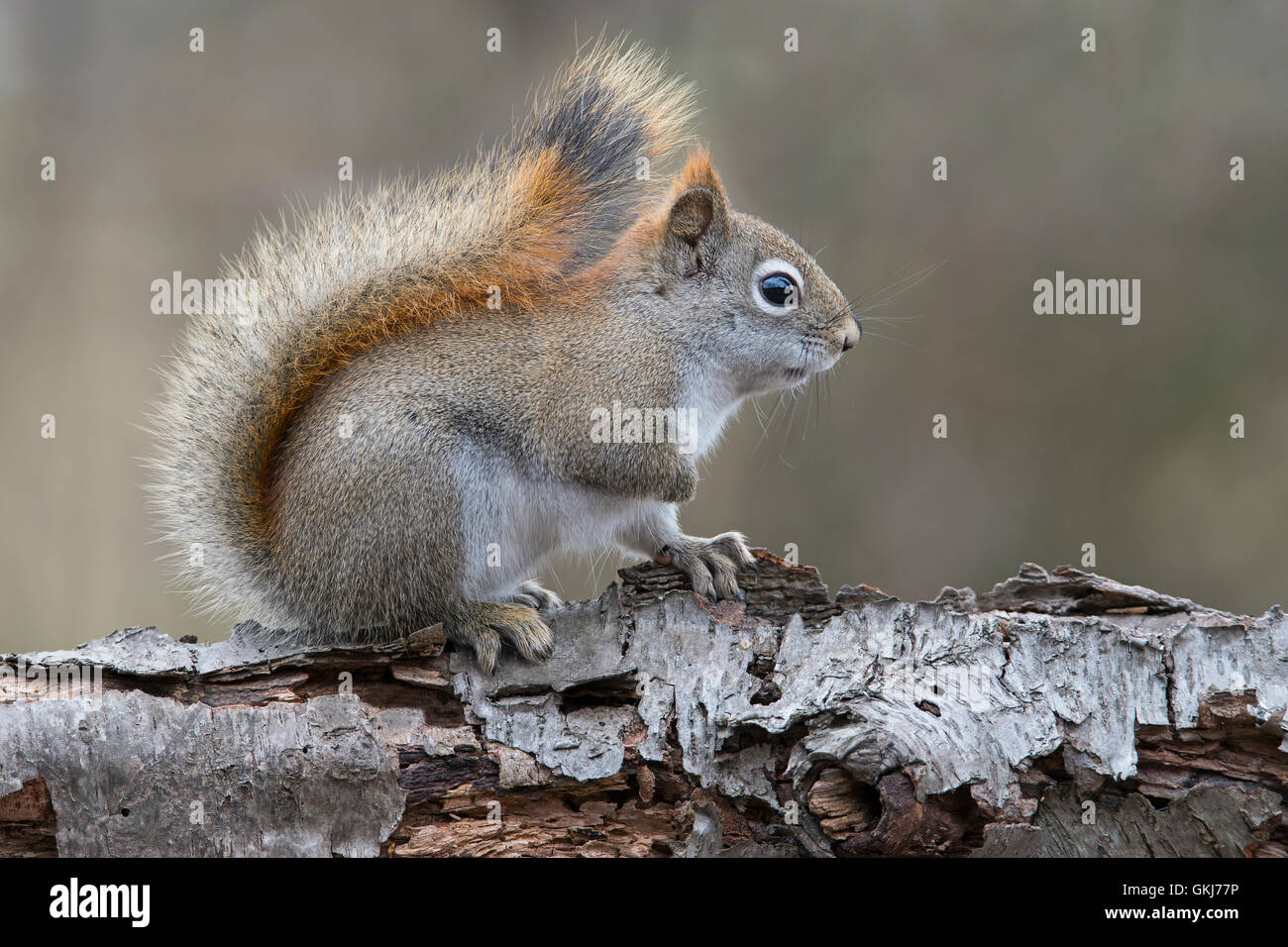 Östlichen Eichhörnchen auf der Suche nach Nahrung (Tamiasciurus oder Sciurus Hudsonicus), sitzen auf weiße Birkenbaum, Winter, E USA Stockfoto