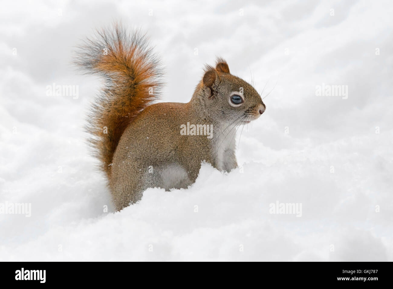 Red Squirrel (Tamiasciurus oder Sciurus hudsonicus) auf der Suche nach Nahrung im Neuschnee, Ost-USA, von Skip Moody/Dembinsky Photo Assoc Stockfoto