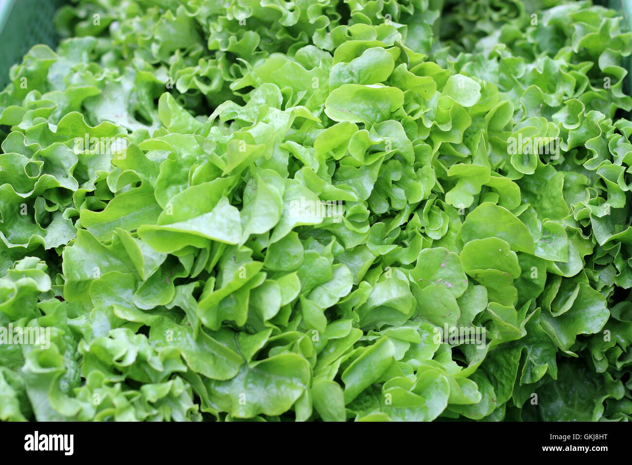 Leuchtend grüne Salatblätter, Makro, Bauernmarkt. Stockfoto