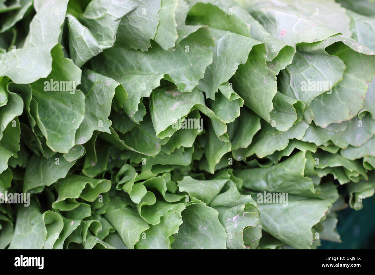 Grüne Salatblätter, Makro, Bauernmarkt. Stockfoto
