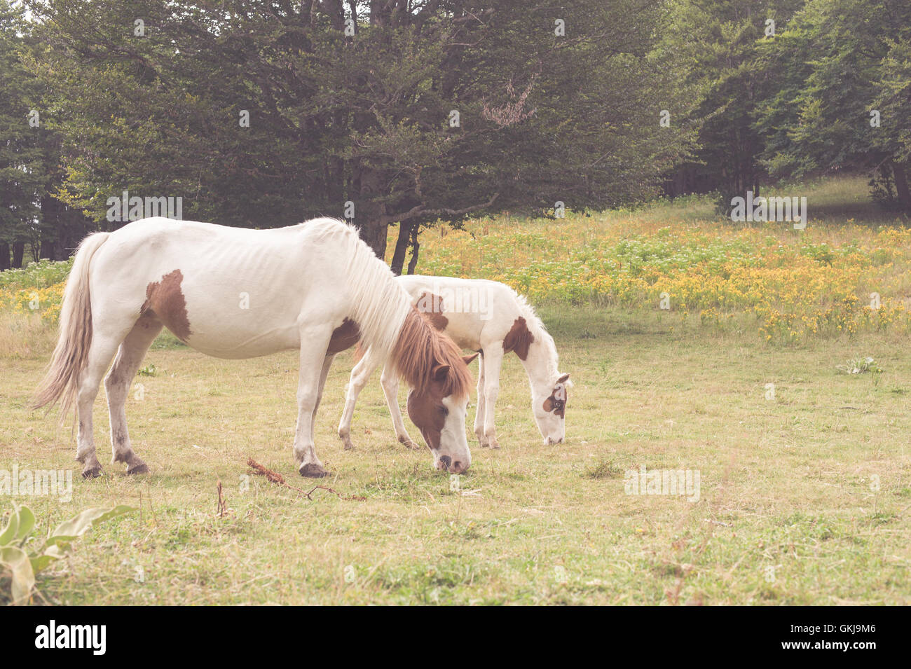 Weiße Pferde Mutterschaft Symbol Mutter und Sohn grasen auf der Wiese im Land Stockfoto