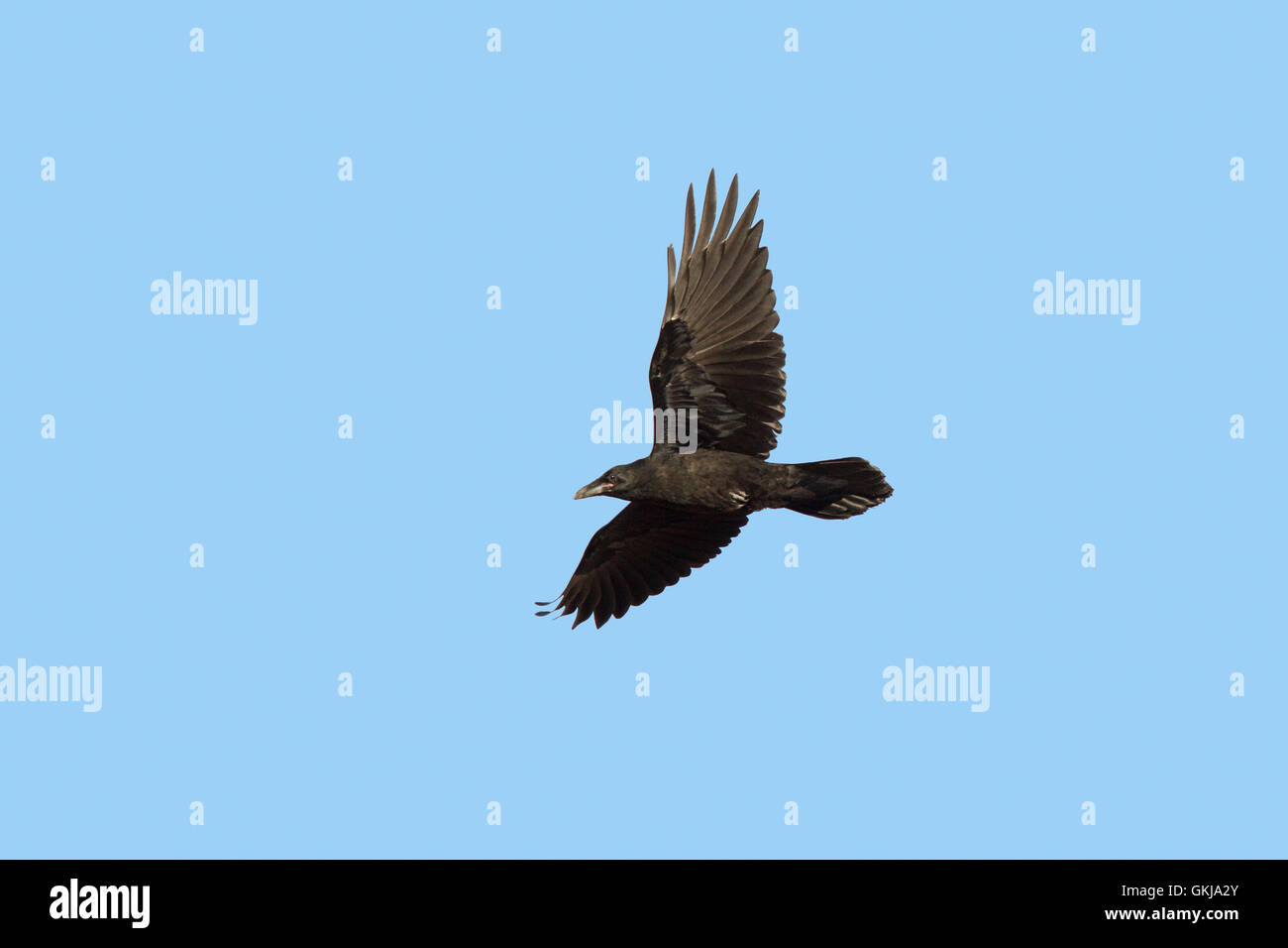Gemeinsamen Raven Corvus Corax Bryce Canyon, Garfield County, Utah, USA 1 Juli unreif im Flug.      Rabenvögel Stockfoto