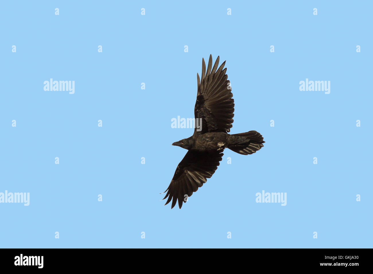 Gemeinsamen Raven Corvus Corax Bryce Canyon, Garfield County, Utah, USA 1 Juli unreif im Flug.      Rabenvögel Stockfoto