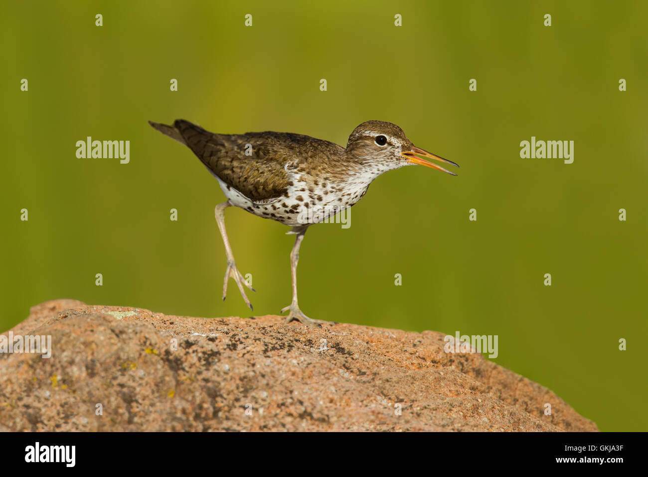 Spotted Flussuferläufer Actitis Macularius östlich von Beaver, Utah, USA 4 Juli Erwachsenen in der Zucht Gefieder.        Scolopaci Stockfoto