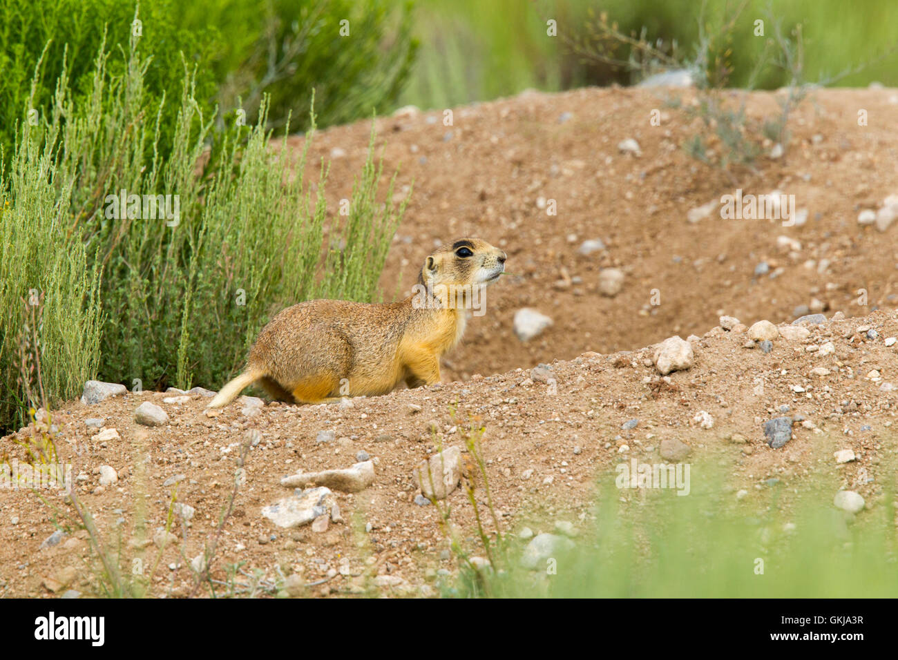 Utah-Präriehund Cynomys Parvidens Cedar City, Utah, USA 1 Juli Erwachsenen Graben durch Eingang.     Sciuridae Stockfoto