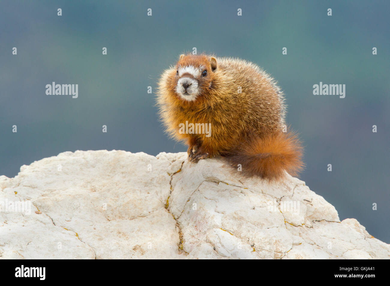 Bauche Marmot Marmota Flaviventris Cedar Breaks National Monument, Utah, USA 1 Juli unreifen Sc Stockfoto