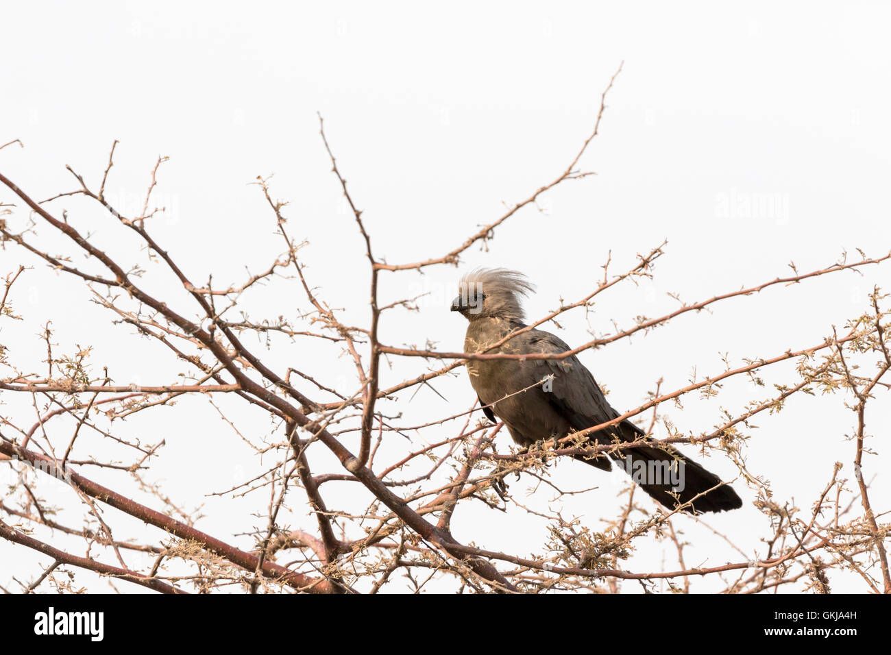 Graue Lourie ("Go away Bird") im Etosha Nationalpark, Namibia Stockfoto