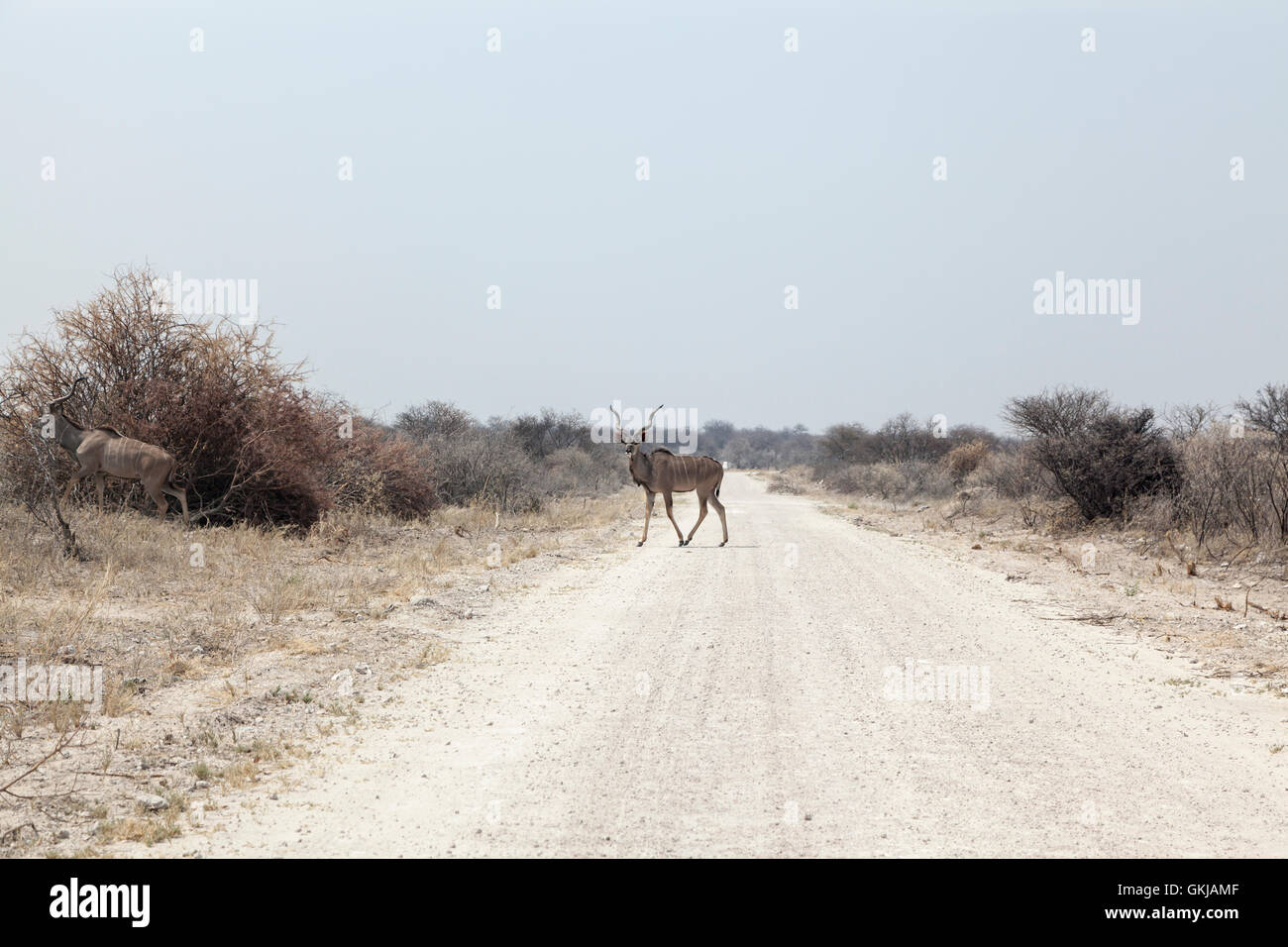 Männliche Kudu Kreuzung Straße, Etosha Nationalpark, Namibia Stockfoto