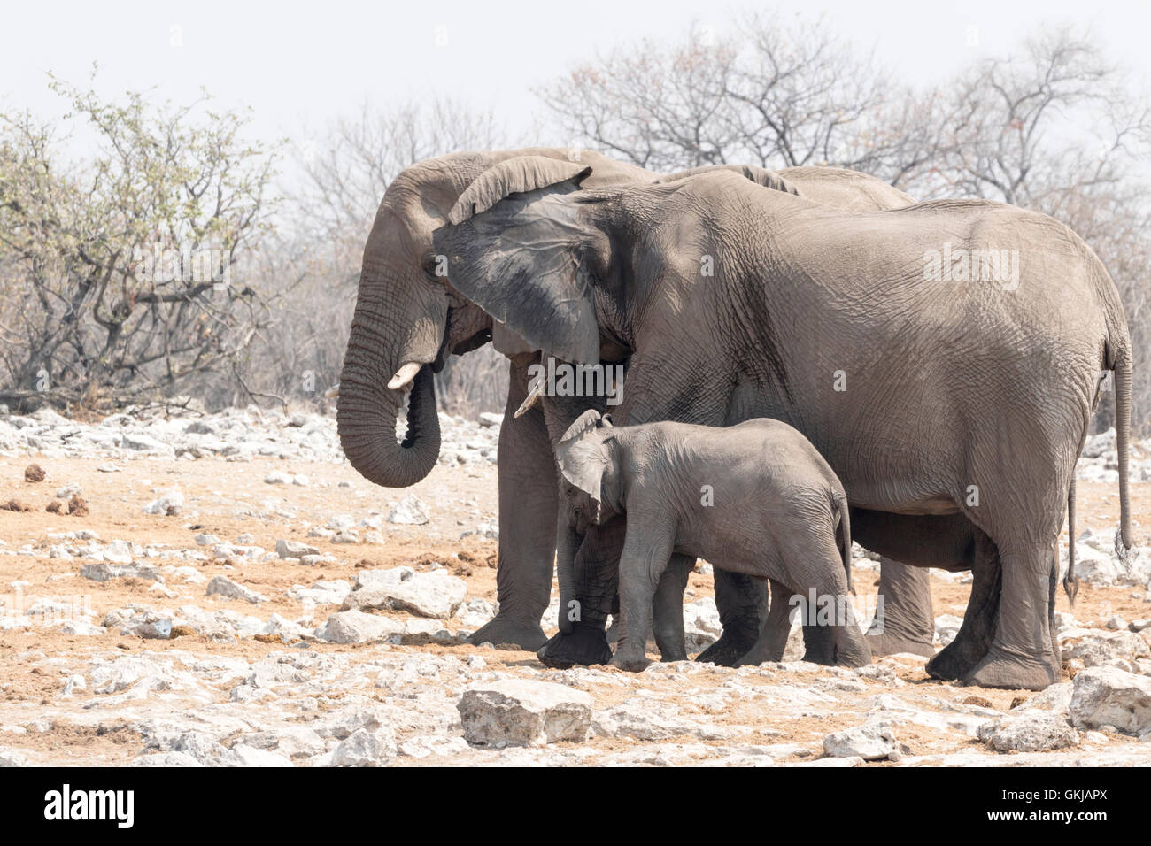 Afrikanische Elefanten mit jungen Kalb, Etosha Nationalpark, Namibia Stockfoto