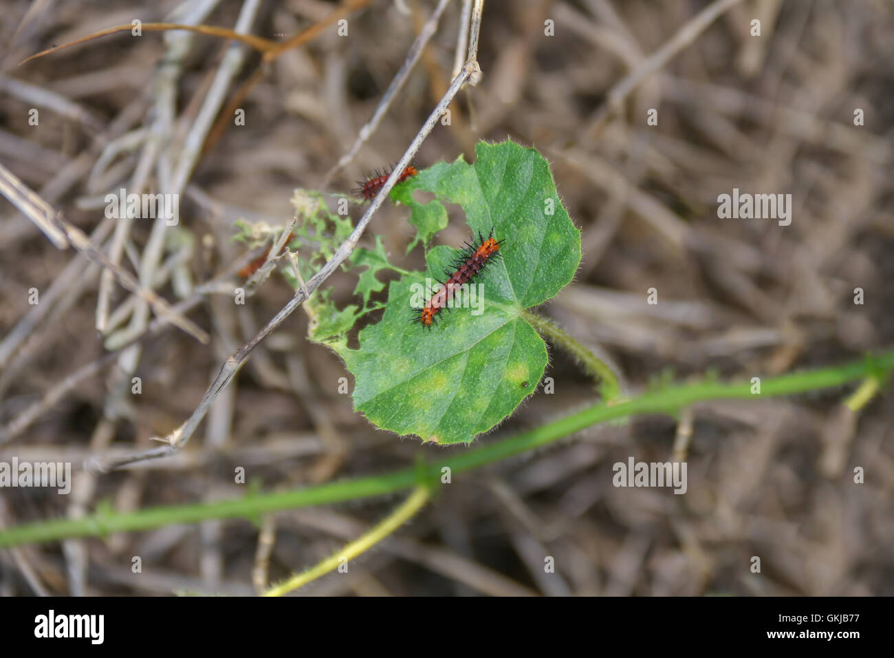 Caterpillar-Larven Stockfoto