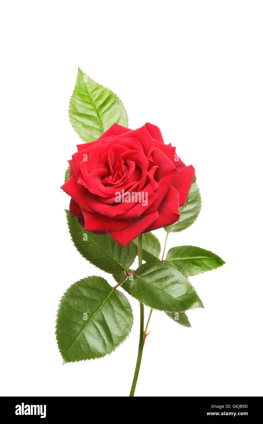 Rote Rose und isoliert gegen weiße Blätter Stockfoto