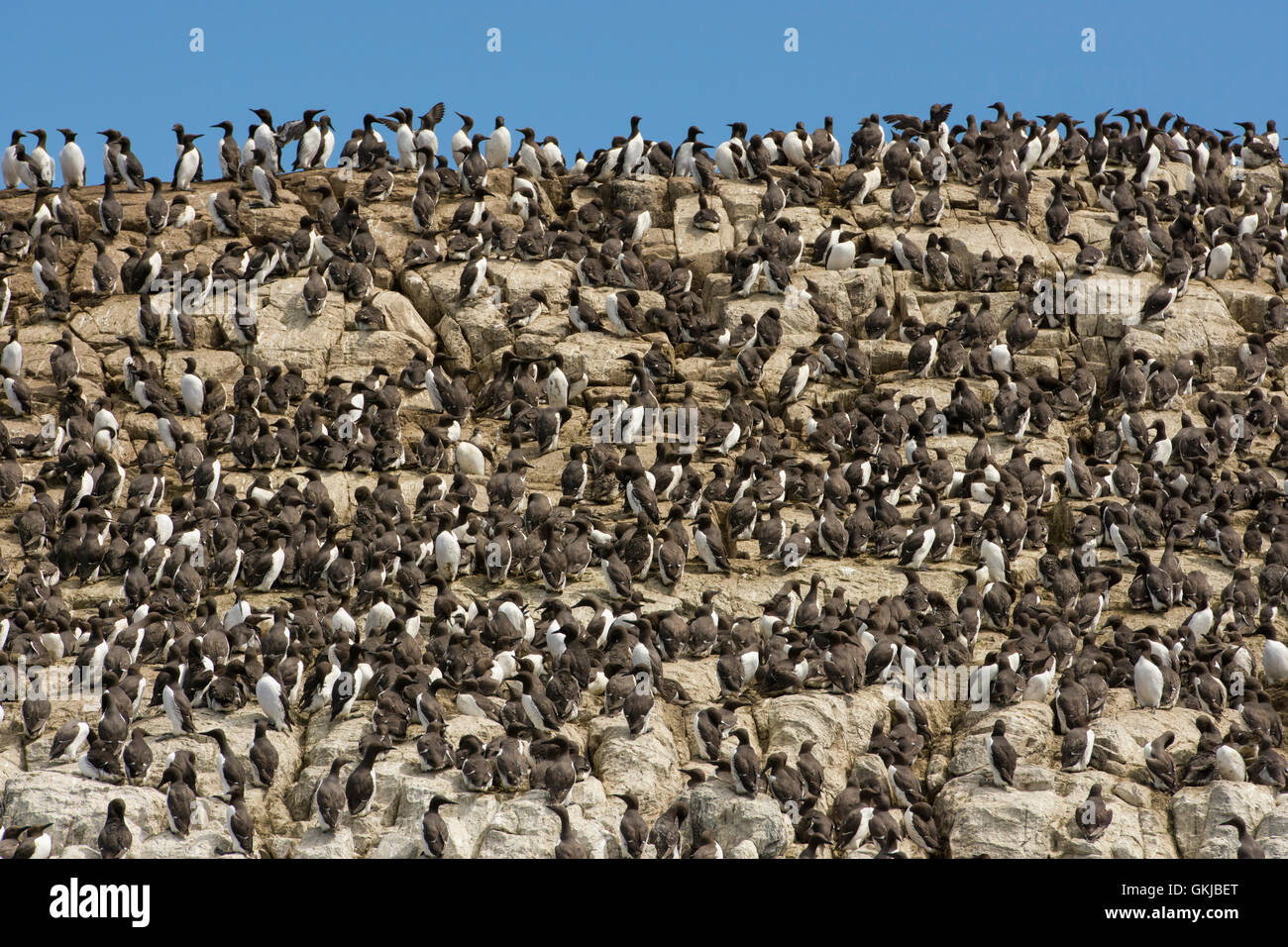Hunderte von Vogelarten, Trottellummen und Dreizehenmöwe, an Küsten Verschachtelung Kolonie, Farne Islands, Northumberland, UK Stockfoto