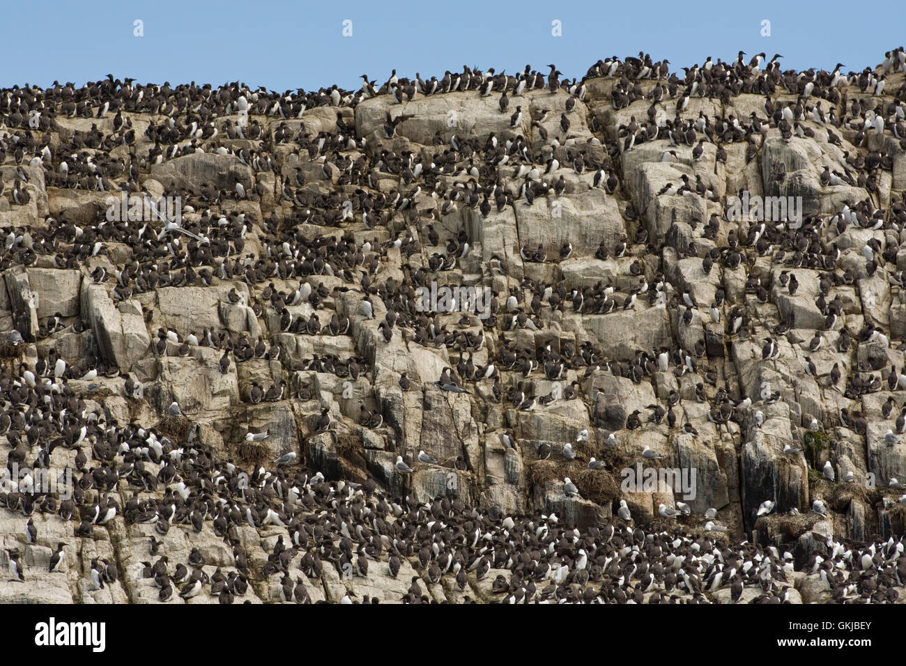 Hunderte von Vogelarten, Trottellummen und Dreizehenmöwe, an Küsten Verschachtelung Kolonie, Farne Islands, Northumberland, UK Stockfoto