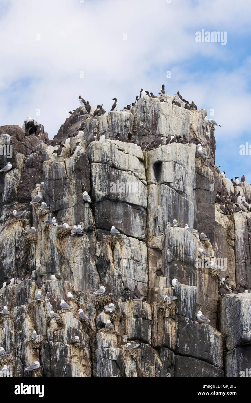 Hunderte von Vogelarten, Trottellummen und Dreizehenmöwe, an Küsten Verschachtelung Kolonie, Farne Islands, Northumberland, UK Stockfoto