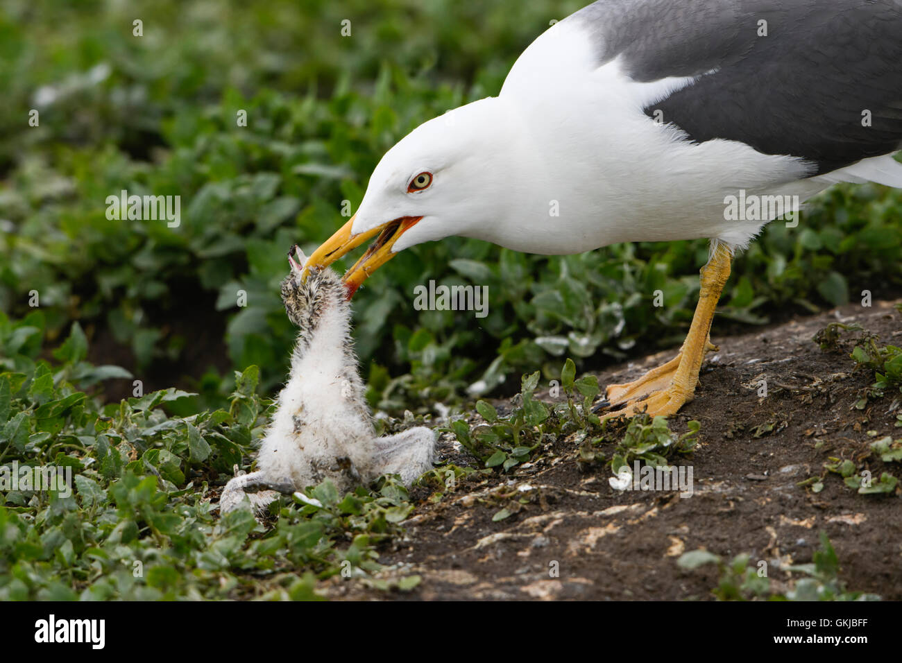 Eine weniger schwarz unterstützt Möwe vor einer Küstenseeschwalbe Küken, Farne Islands, Northumberland, UK Stockfoto