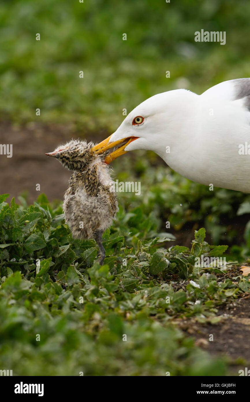 Eine weniger schwarz unterstützt Möwe vor einer Küstenseeschwalbe Küken, Farne Islands, Northumberland, UK Stockfoto