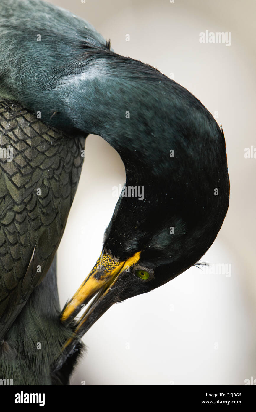 Europäische Shag (Phalacrocorax Aristotelis) Erwachsenen putzen, Farne Islands, Northumberland, UK Stockfoto