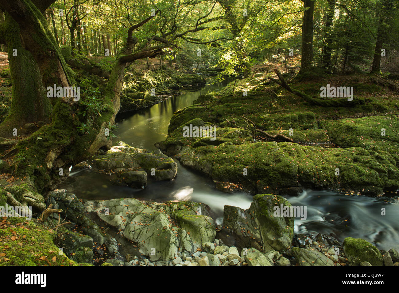 Tollymore Wald Stockfoto