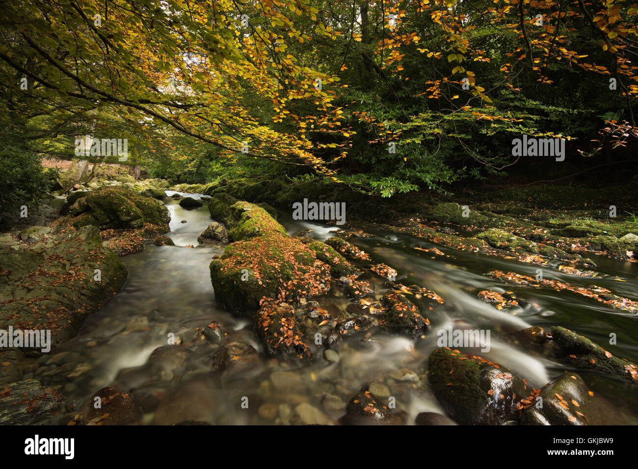 Tollymore Wald, Newcastle Stockfoto