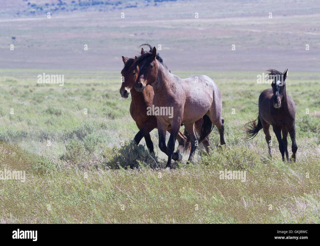 Trio Wildpferde in Utah am Onaqui Berge Herde Verwaltungsbereich zu galoppieren.  Symbole des alten Westens in Tooele County Stockfoto