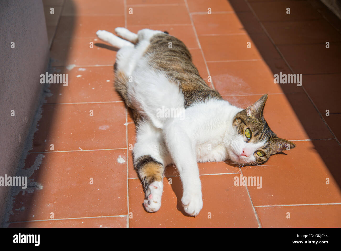 Tabby und weiße Katze liegen zum Sonnenbaden. Stockfoto