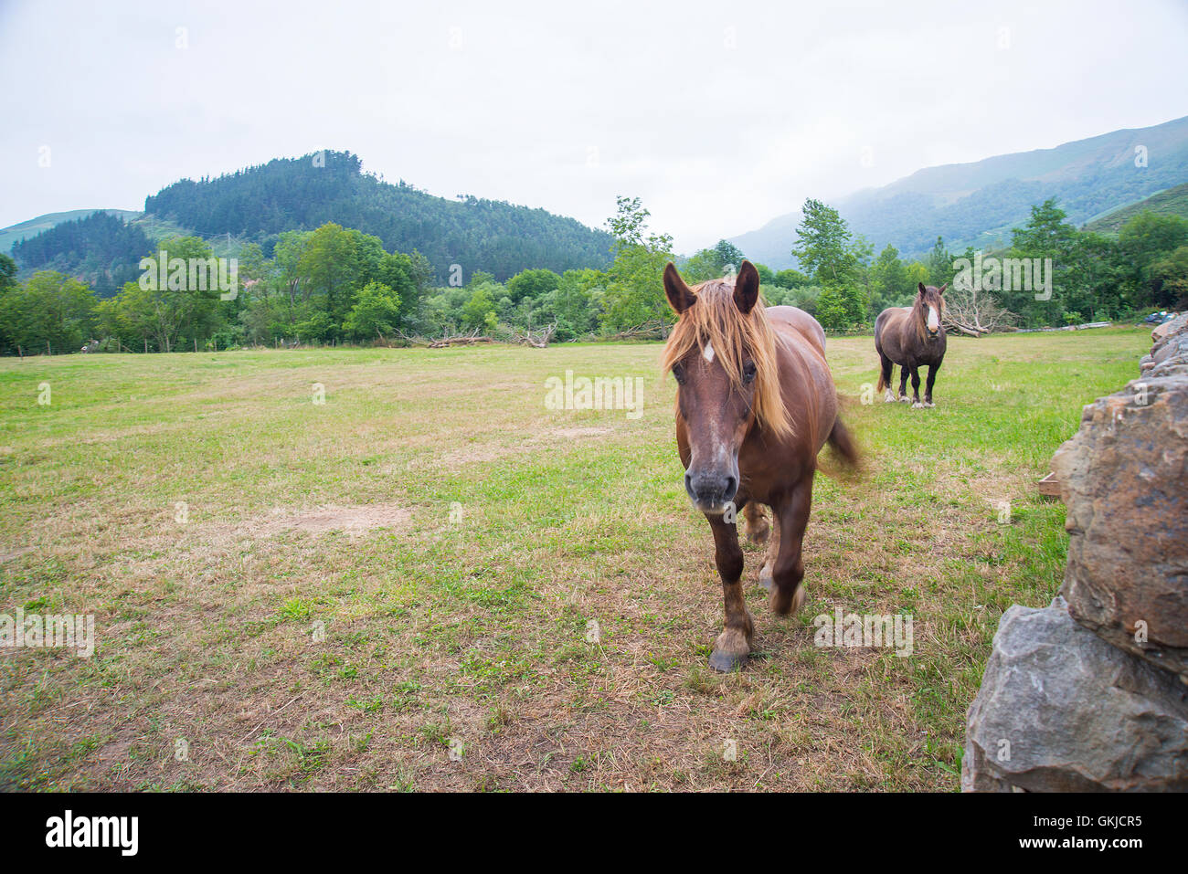 Zwei Pferde auf einer Wiese. Ruente, Kantabrien, Spanien Stockfotografie - Alamy