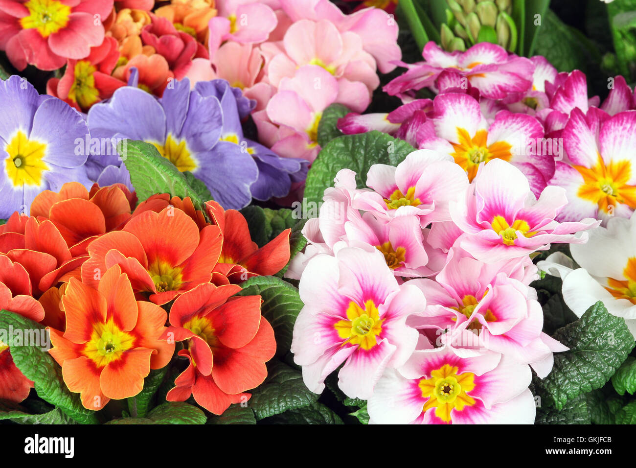 Primeln, Frühlingsblumen Stockfoto