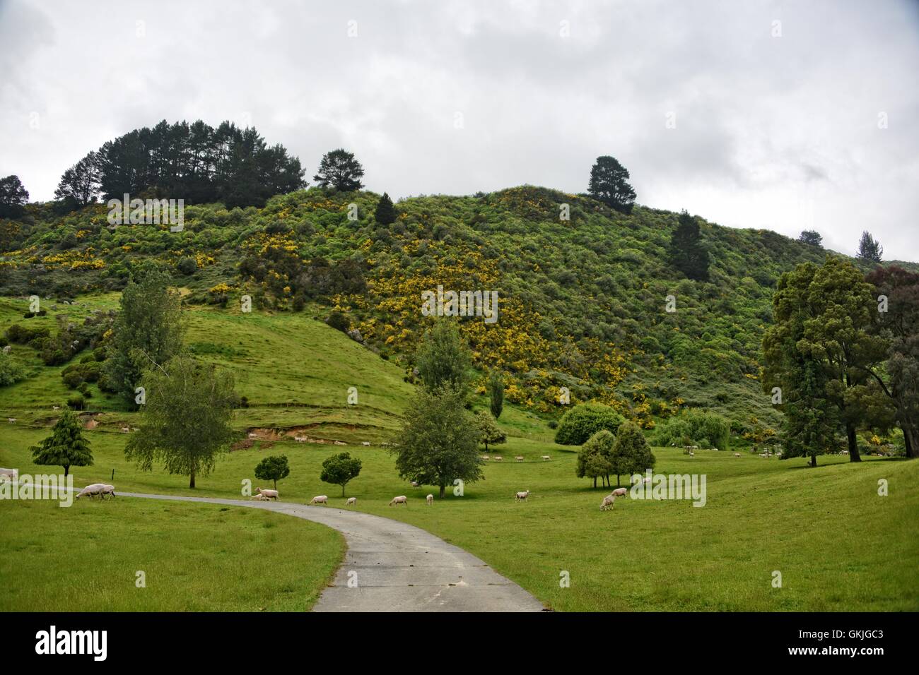 Schafe in wunderschönen grünen land Stockfoto