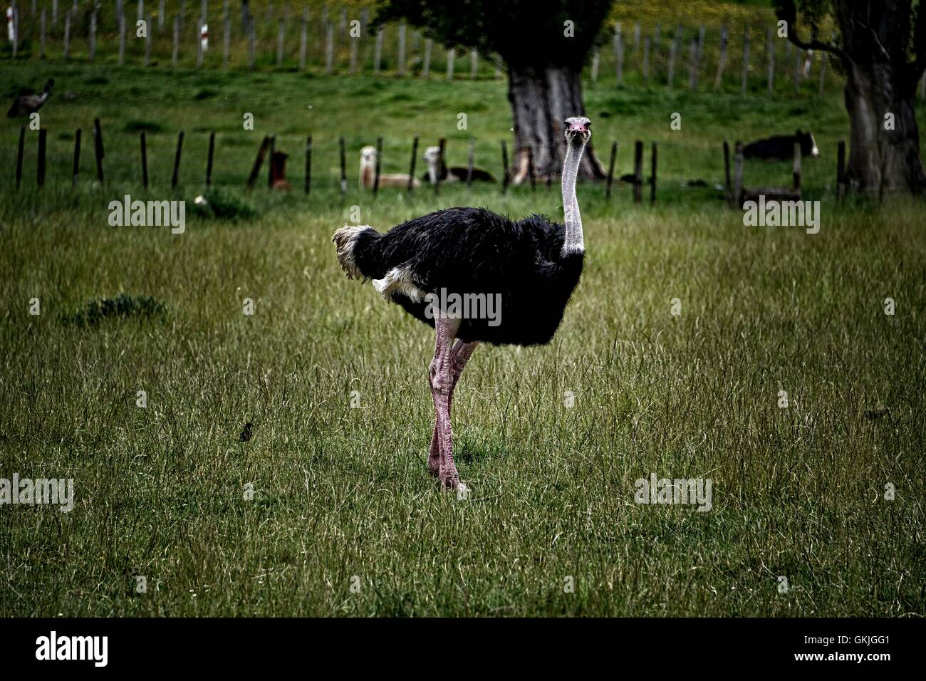 Strauß in einem Bauernhof Stockfoto