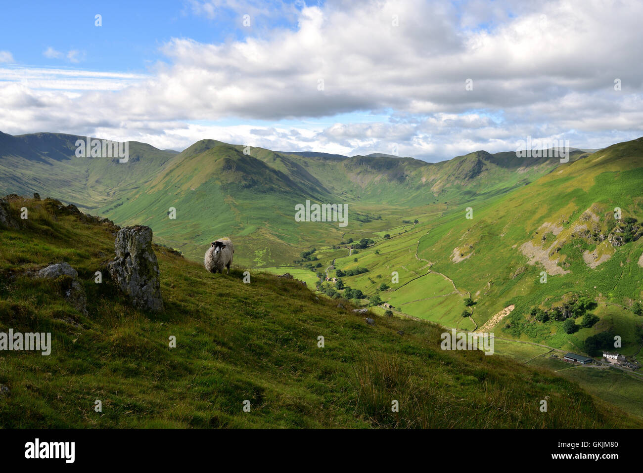 Schafe ernähren sich von Pikeawassa Stockfoto