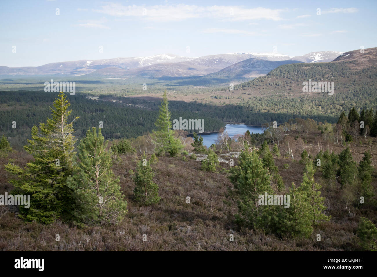 Ruthiemurchus im schottischen Hochland. Stockfoto