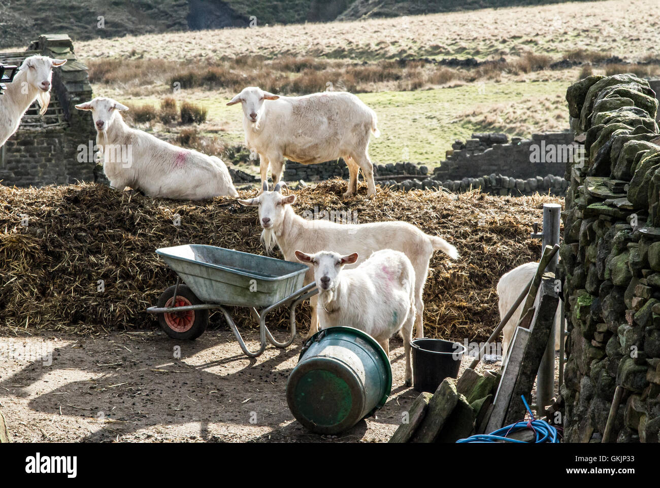 Gruppe von Ziegen wahrscheinlich bis zu nicht gut Stockfoto