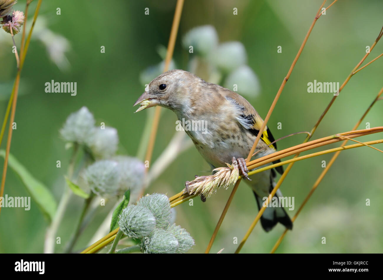 Hockende juvenile Stieglitz (Zuchtjahr Zuchtjahr) frisst Grassamen. Moscow Region, Russland Stockfoto