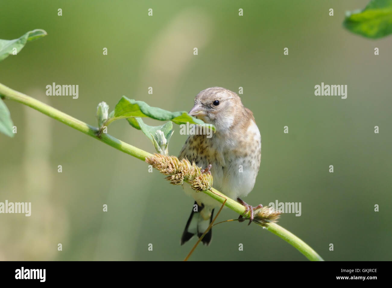 Hockende juvenile Stieglitz (Zuchtjahr Zuchtjahr) frisst Grassamen. Moscow Region, Russland Stockfoto