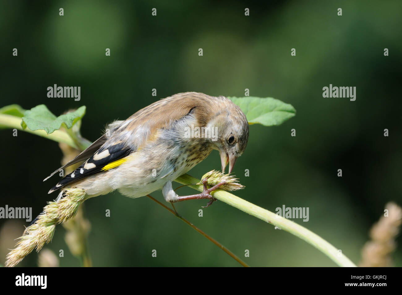Hockende juvenile Stieglitz (Zuchtjahr Zuchtjahr) frisst Grassamen. Moscow Region, Russland Stockfoto