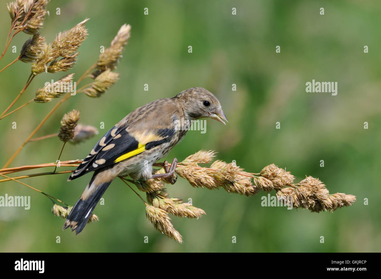 Hockende juvenile Stieglitz (Zuchtjahr Zuchtjahr) frisst Grassamen. Moscow Region, Russland Stockfoto