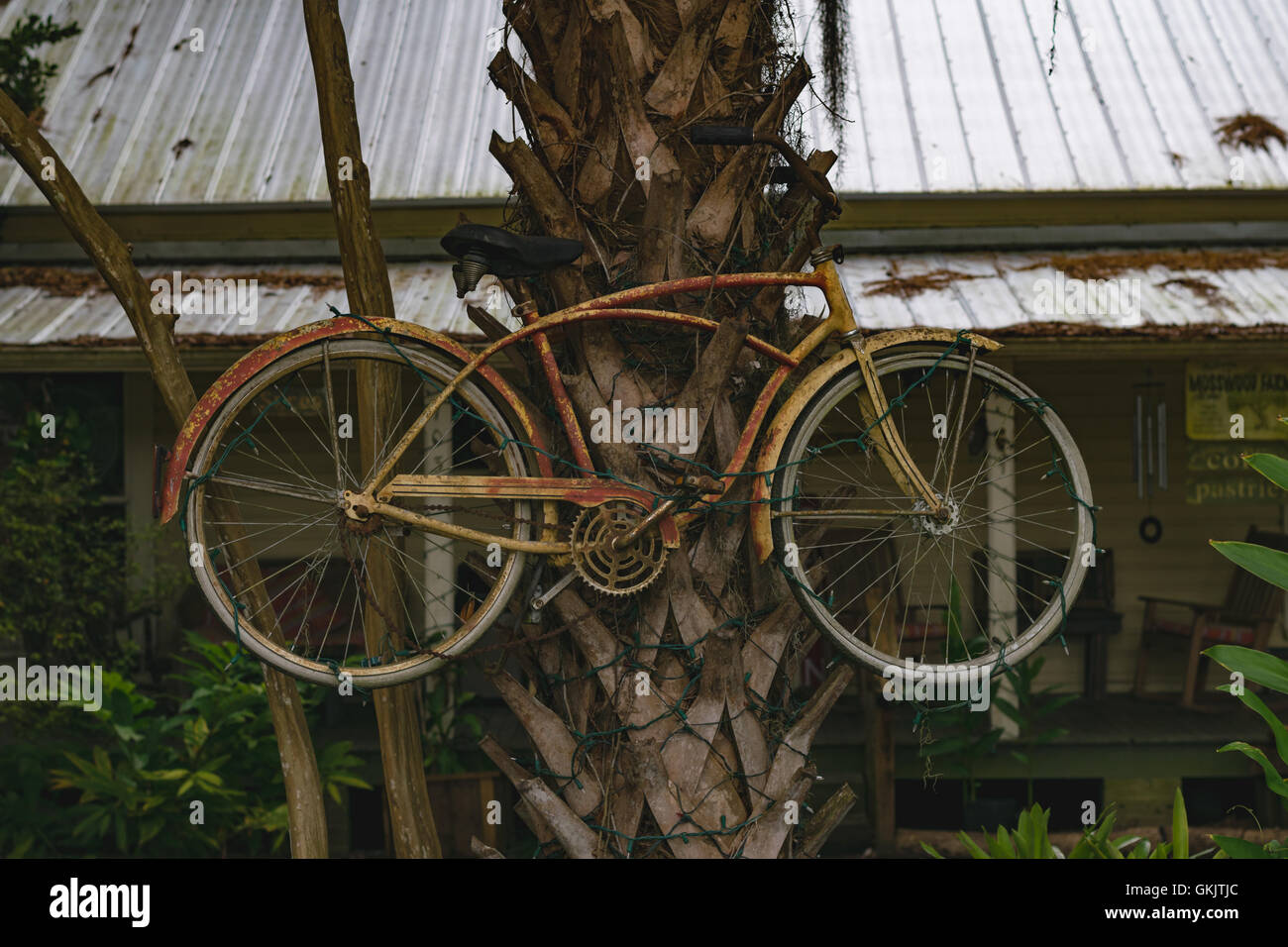 Ein altes rostiges Fahrrad gebunden an eine Palme in Florida. Eingehüllt in Weihnachtsbeleuchtung. Stockfoto