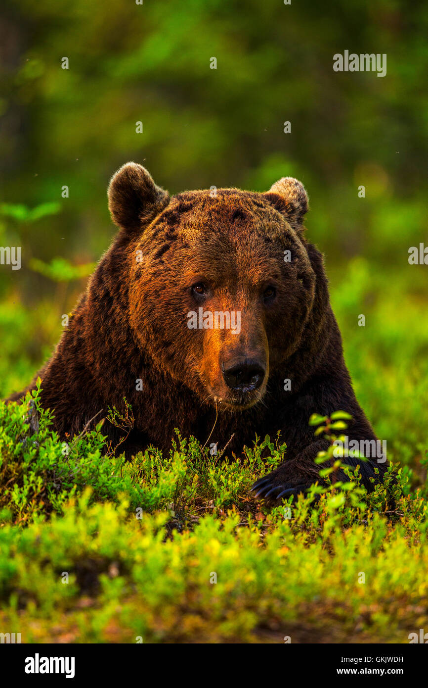 Ein Porträt von einem Braunbären, Finnland. Stockfoto