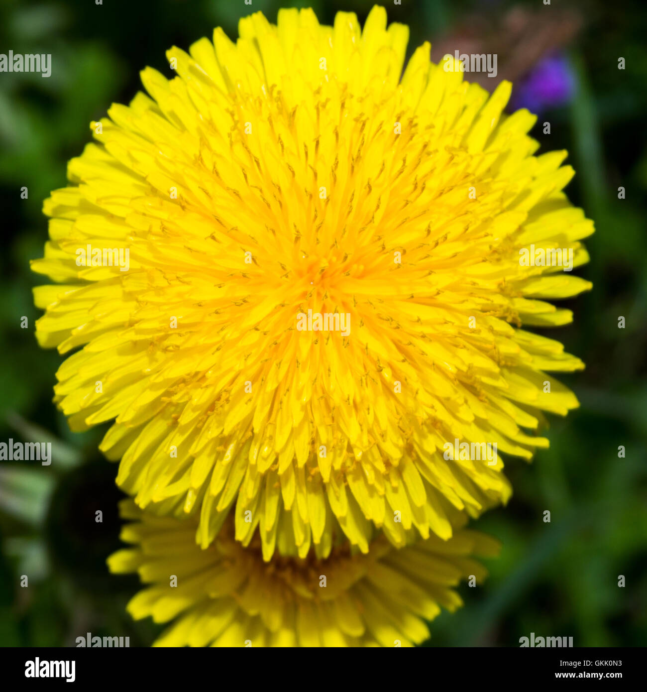 Taraxacum officinale Stockfoto