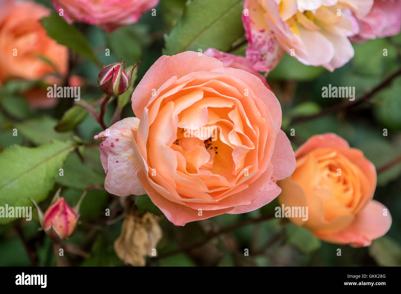 Orange Rosen wachsen auf einem Busch Stockfoto