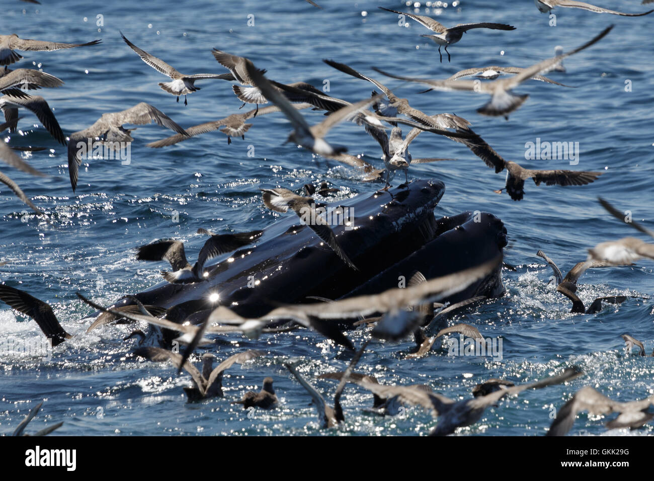 Ein Foto eines Buckelwal Fütterung aus die Küste Provincetown, Cape Cod, Massachusetts, USA. Stockfoto