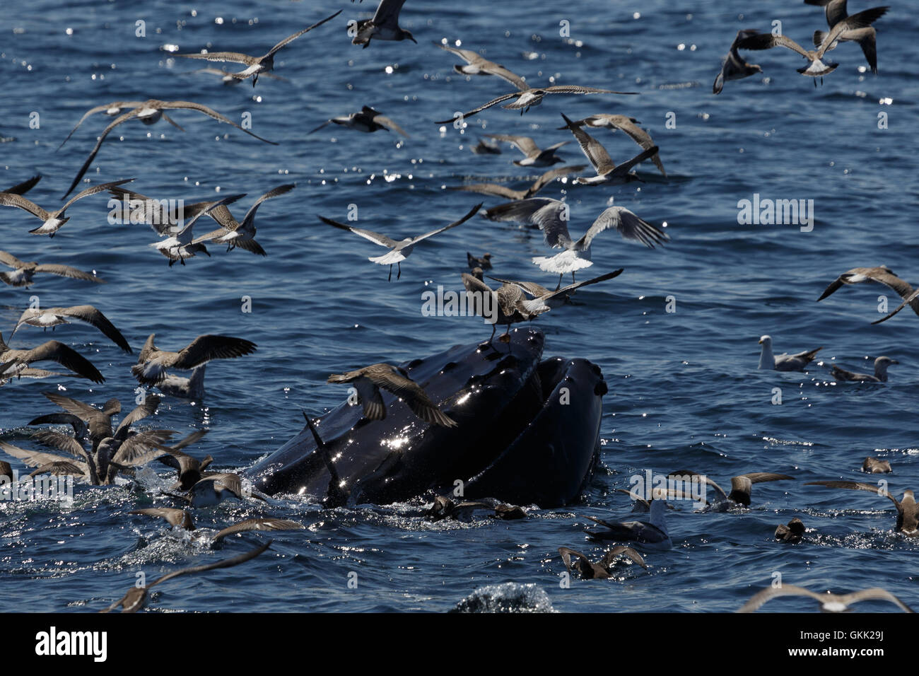 Ein Foto eines Buckelwal Fütterung aus die Küste Provincetown, Cape Cod, Massachusetts, USA. Stockfoto