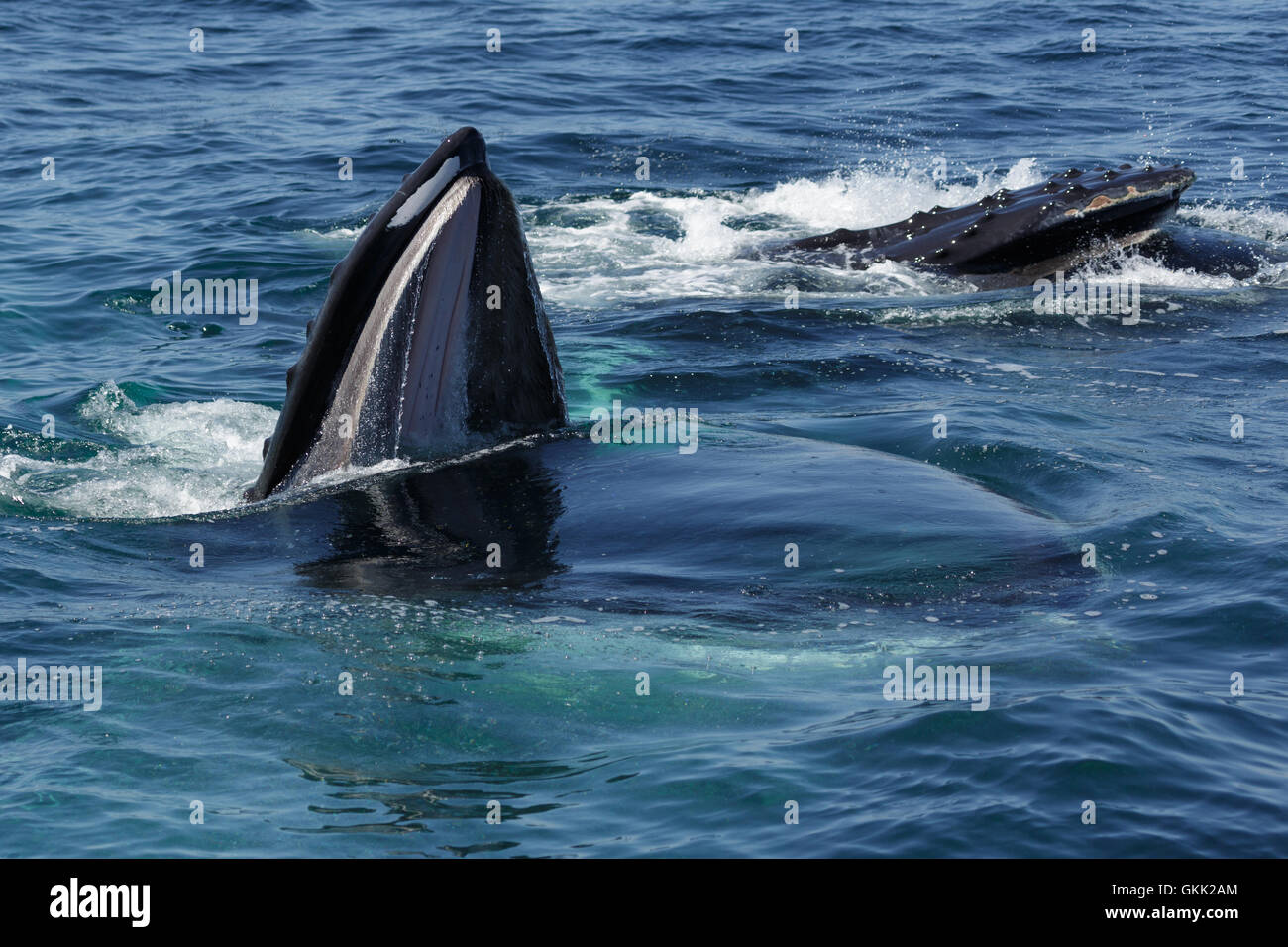 Ein Foto eines Buckelwal Fütterung aus die Küste Provincetown, Cape Cod, Massachusetts, USA. Stockfoto