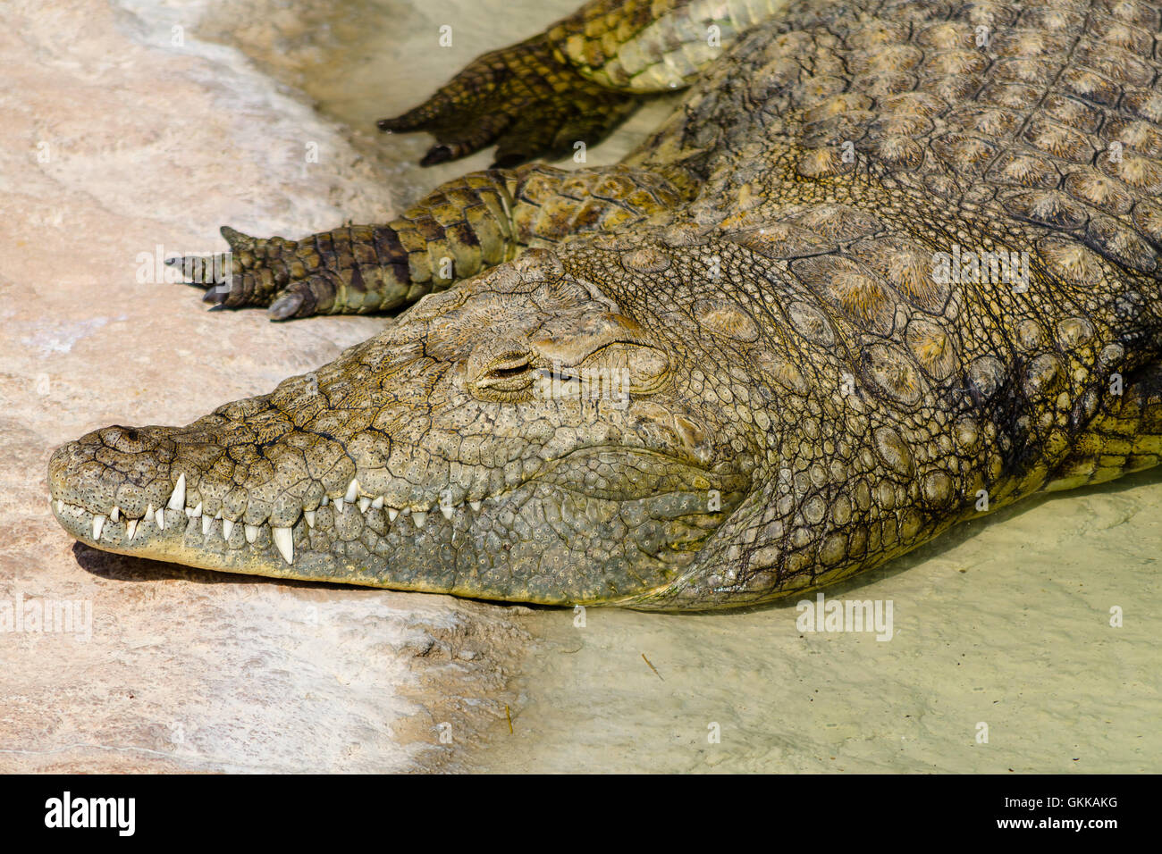 Der Alligator in der heißen Sonne während des Tages ruhen Stockfoto