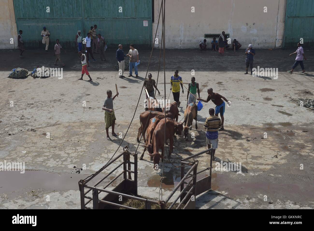 Rinderhirten helfen um zu laden, bis ein Pferch mit Vieh, bevor es auf einem Frachtschiff mit einem Kran in Mogadischu, Somalia, am 29. Oktober gehoben ist. Die Zahl der Rinder in dieser Lieferung zahlen fast eintausend, wenn Sendungen so groß wie fünf tausend sein können. AMISOM Foto / Tobin Jones Stockfoto