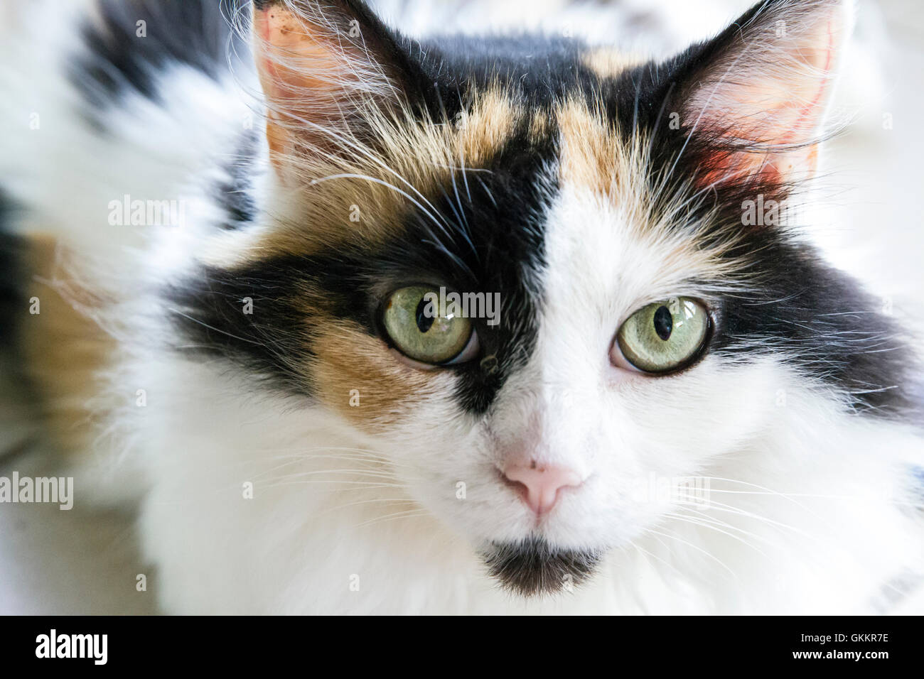 Schönes Hauskatze Stockfoto