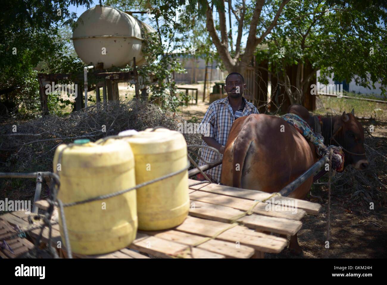 Mitglieder der örtlichen Gemeinde neigen dazu, ihr Vieh außerhalb einer Militärbasis bei Kilometer 50 im unteren Shabelle, Somalia. Generalleutnant Katumba Wamala, Kommandant der Landstreitkräfte von der ugandischen Menschen Defense Force (UPDF), Besuche von Mitgliedern der UPDF als Teil der Mission der Afrikanischen Union in Somalia (AMISOM) frontline Positionen Foccupied. AU-UN IST FOTO / TOBIN JONES. Stockfoto