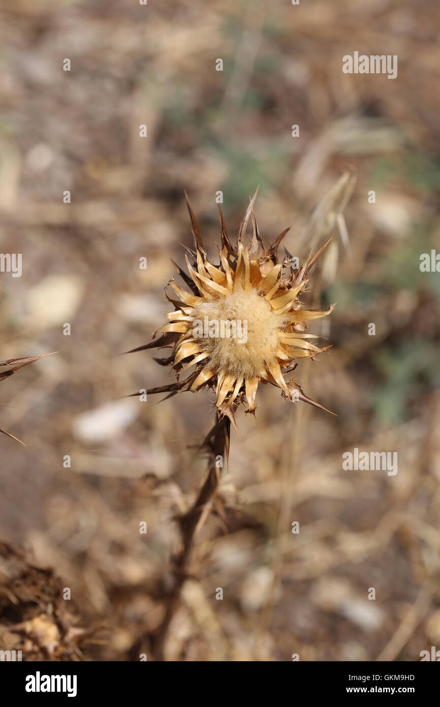 Trockene Thorn Blume, Mariendistel. Blume des Silybum Marianum, Ansicht von unten getrocknet. Cardus Marianus, Mariendistel, gesegnet Milkthistle, Marian Thistle, Mar Stockfoto