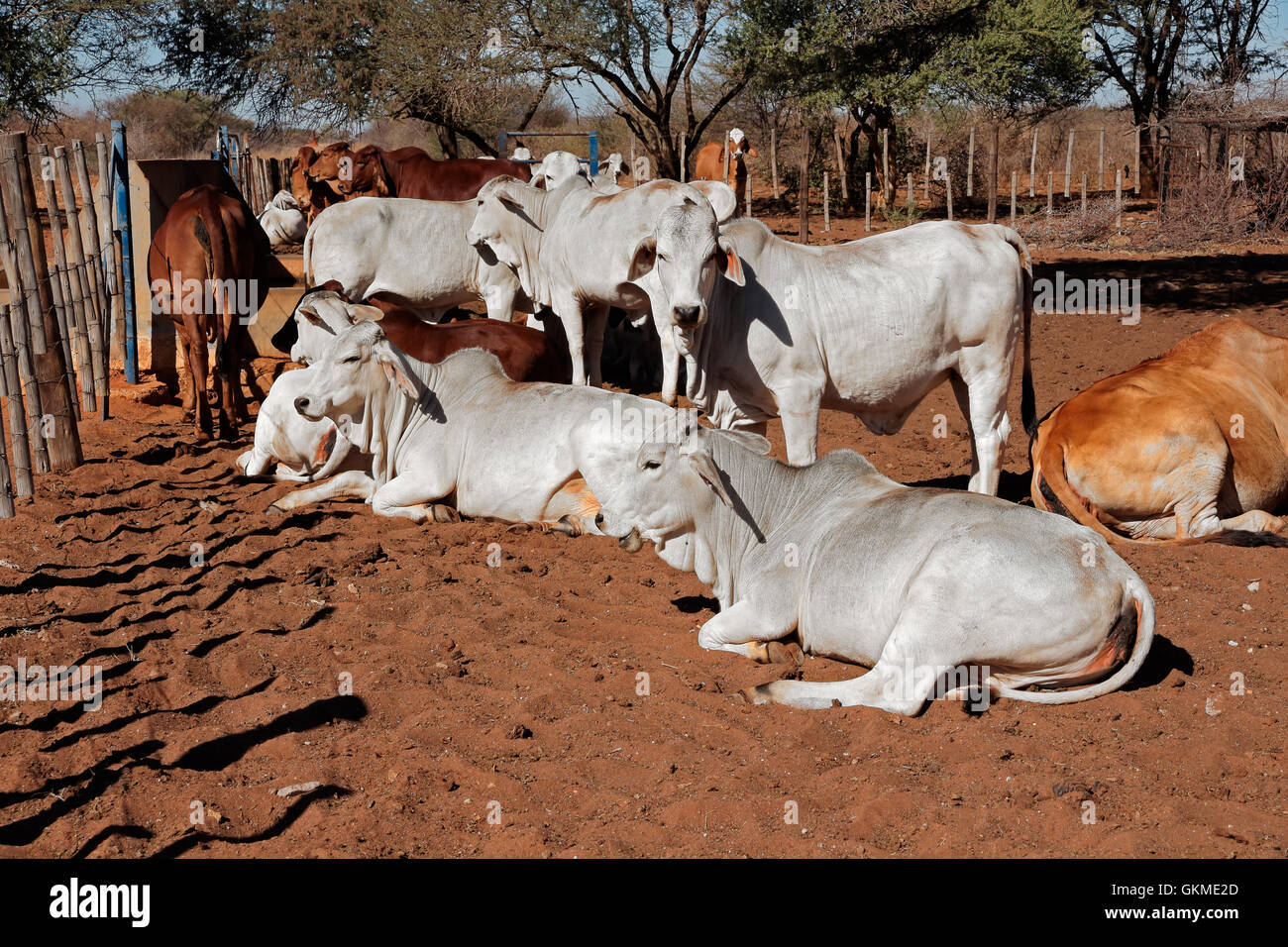 Weißen Brahman Rinder auf einem ländlichen Afrikas Freilandhaltung Bauernhof Stockfoto